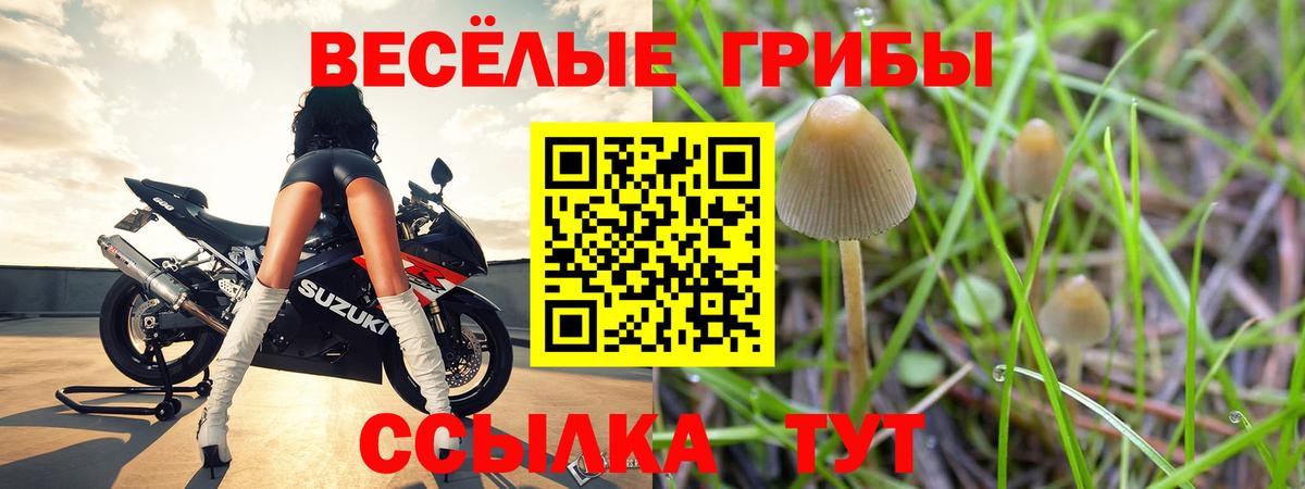 Ярославль  Галлюциногенные грибы Psilocybe  Псилоцибиновые грибы Cubensis  Вход с VPN 